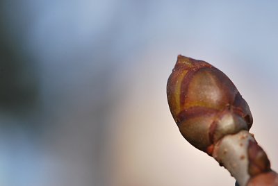 Aesculus carnea 'Briotii' - jírovec pleťový - pupen
